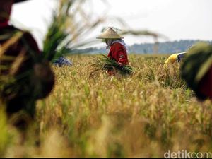 Hari Tani Nasional 2021, Sudahkah Petani Sejahtera?