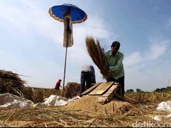 Mentan Klaim Produksi Beras Awal Tahun Ini Aman