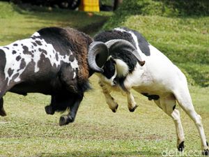 Asal-usul Kabupaten Garut: Dari Limbangan-Goresan Tanaman Berduri