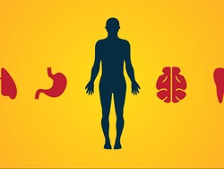 Contoh Organ Berpasangan pada Manusia, Apa Saja?