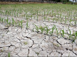 Kemarau Panjang, Sumur dan Sawah di Jawa Barat Mengering