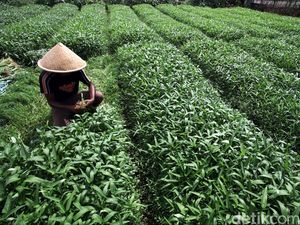 Hari Tani Nasional, Petani Kini Bisa Lebih Gampang Jual Produk ke Masyarakat