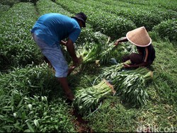 Orang RI Paling Banyak Bekerja Jadi Petani