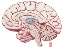Ukuran Otak Disebut Bisa Deteksi Risiko Demensia dan Alzheimer