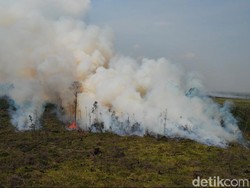 Polisi Tangkap 3 Pelaku Pembakar Hutan Taman Nasional Tesso Nilo