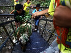 Tim Pemeriksa Hewan Kurban di Bandung Temukan Puluhan Domba Belum Cukup Umur