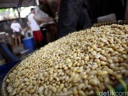 Konsumsi Kedelai dapat Lindungi Wanita dari Osteoporosis