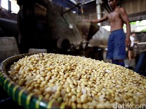 Buwas Ungkap Lingkaran Setan di Bisnis Kedelai, Siapa?