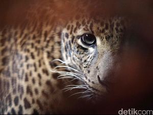 Foto Kamuflase Macan Tutul Bikin Netizen Penasaran, Bisa Menebaknya?