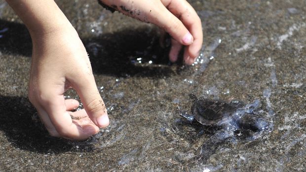 Siswa sekolah internasional melepaskan tukik hijau (Chelonia Mydas) saat program pelepasliaran hewan langka itu di Pantai Saba, Gianyar, Bali, Rabu (5/11). Program edukasi konservasi yang melibatkan lembaga konservasi Bali Zoo, Pemkab Gianyar dan nelayan setempat itu juga melepasliarkan sebanyak 80 tukik hasil penangkaran di kawasan tersebut. ANTARA FOTO/Nyoman Budhiana/Rei/Spt/14.
