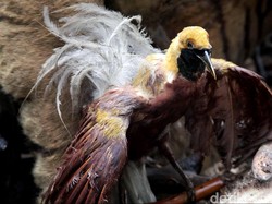 Ini Langkah Gubernur Papua Jaga Kesakralan Cenderawasih