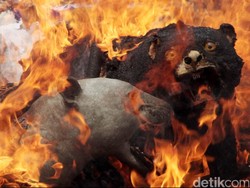 Kementerian LHK: Setelah Harimau, Kini Beruang Diburu