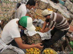 Kementan: Pengusaha Jangan Hanya Dagang Buah, Bantu Juga Produksi Petani