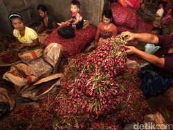 Mentan: Ekspor Bawang Merah RI Naik 219%, Impor Turun 82%