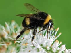 Hal Pertama yang Harus Dilakukan Saat Disengat Lebah: Keluarkan Stinger-nya
