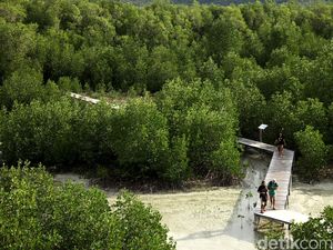 Prabowo Mau Ubah 60 Juta Hektar Hutan Jadi Kebun Aren hingga Sengon