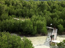 Prabowo Mau Ubah 60 Juta Hektar Hutan Jadi Kebun Aren hingga Sengon