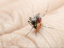 Berkat Gen Ini, Anak-anak di Afrika Bisa Nyaris Kebal Malaria