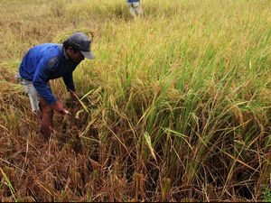 Jokowi Ungkap Ada Provinsi Defisit Beras, Kementan: Nasional Surplus