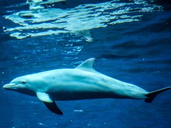 Dikenal sebagai Predator, Benarkah Hiu Takut dengan Lumba-lumba?