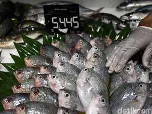 Duh, Ekspor Ikan RI Kalah dari Vietnam