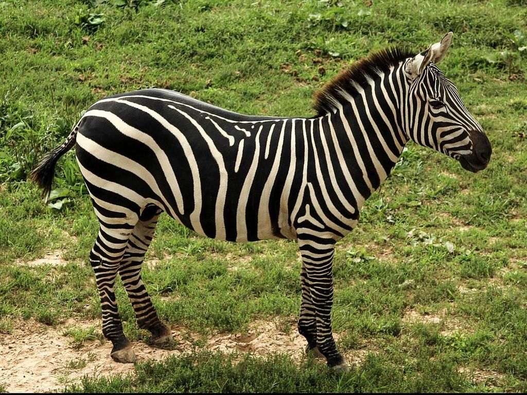 Mengapa Zebra Memiliki Warna Belang Hitam-Putih di Tubuhnya?