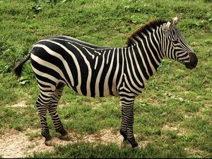 Mengapa Zebra Memiliki Warna Belang Hitam-Putih di Tubuhnya? Mengapa Zebra Memiliki Warna Belang Hitam-Putih di Tubuhnya?