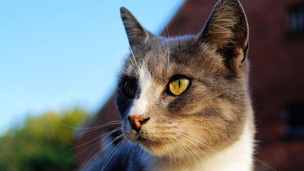Ilustrasi kucing