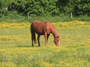 Studi Ungkap Manusia Menjinakkan Kuda Sekitar 4.200 Tahun yang Lalu