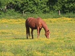 Studi Ungkap Manusia Menjinakkan Kuda Sekitar 4.200 Tahun yang Lalu