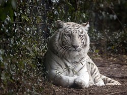 Kerap Disebut Macan Putih, Ini Fakta Tentang Harimau Putih yang Langka