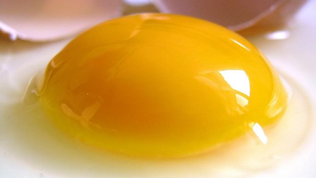 Ilustrasi kuning telur