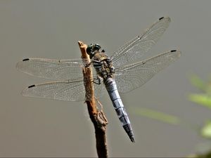 Bukan Harimau atau Singa, Ternyata Ini Hewan Predator Terbaik Dalam Berburu Mangsa