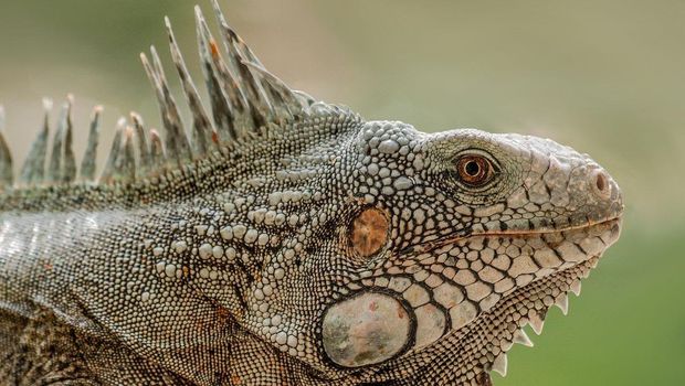 Ilustrasi Iguana