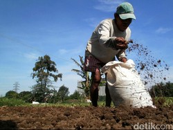 400.000 Ha Tanah Terlantar Tersebar di RI, Mau Dipakai untuk Apa?