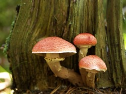 Jamur Bisa Berkeringat Agar Tetap Dingin, Begini Kata Pakar