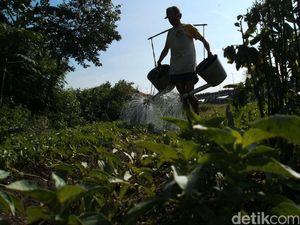 Petani Harap Program Aksi Pangan Tak Hanya Jalan di Era Jokowi