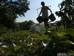 Petani Harap Program Aksi Pangan Tak Hanya Jalan di Era Jokowi