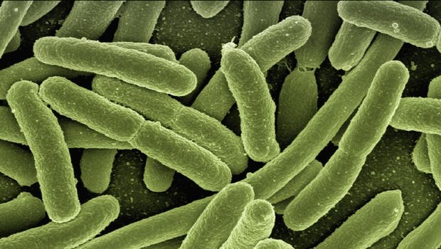 Bakteri E Coli