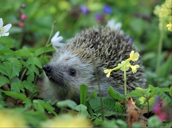 Niat Menembak Landak, Peluru Pria Ini Malah Terpental ke Mukanya