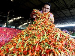 Curhat Petani Cabai: Produksi Turun karena yang Tanam Sedikit