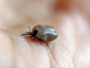 Ini 6 Cara Ampuh Basmi Tungau di Rumah