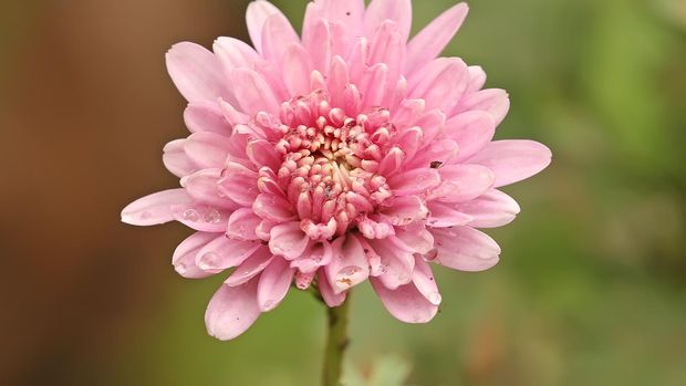 Chrysanthemum flowers