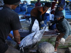 KKP Targetkan 6,3 Juta Ton Ikan Tangkap Tahun ini