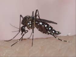 Awas Kecolongan, Demam Turun Bukan Berarti Gejala DBD Membaik