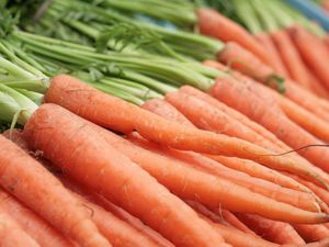 5 Fakta Unik Wortel yang Jarang Diketahui, Ternyata Punya Biji 5 Fakta Unik Wortel yang Jarang Diketahui, Ternyata Punya Biji