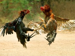 Benarkah Ayam Keturunan Dinosaurus?