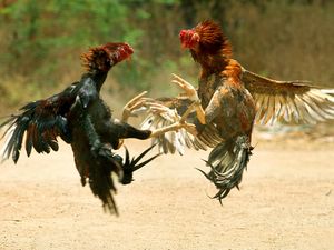 Benarkah Ayam Keturunan Dinosaurus? Benarkah Ayam Keturunan Dinosaurus?