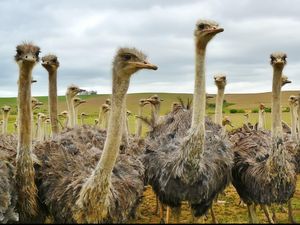 Mengapa Ada Burung yang Tidak Bisa Terbang Meski Punya Sayap? Mengapa Ada Burung yang Tidak Bisa Terbang Meski Punya Sayap?