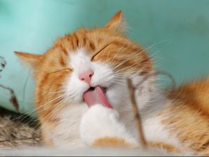 Mengapa Kucing Punya Kebiasaan Sering Tidur?